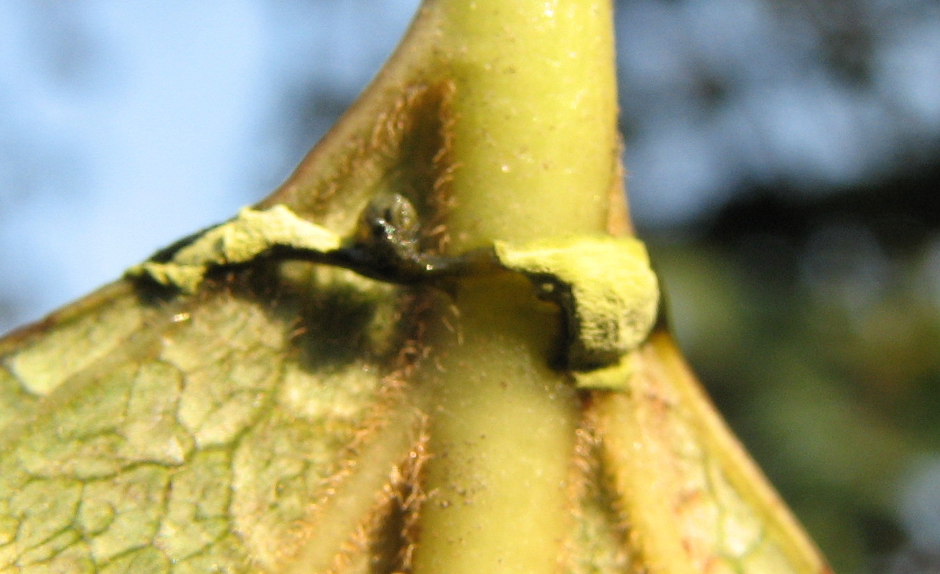 Penso larva strana